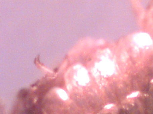 Piccoli crostacei raccolti dal Po vicino a Settimo Torinese